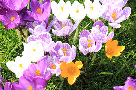 田地上的紫色和白花粉灯泡蓝色草地藏红花黄色场地太阳花朵生长季节图片