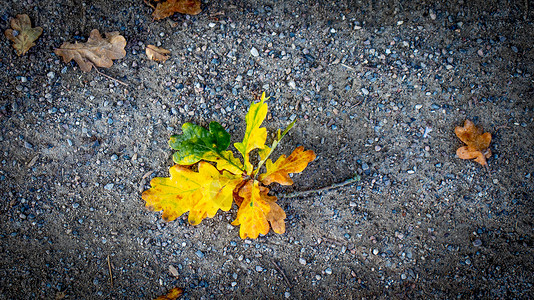黄色秋天橡树叶灰色背景十月高清图片素材