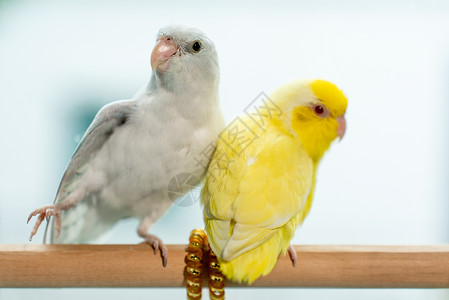 黄色的鸟Fupus 小小鹦鹉鸟 在木桩上鸟类爱情婴儿黄色白色新生宠物翅膀鲈鱼羽毛背景