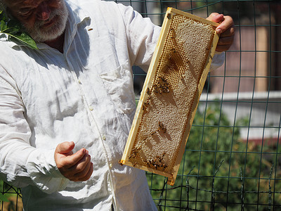 养蜂大师拔出一个带蜂蜜的框 从蚁群中的蜂巢里提取出来乡村职业生物风险检查殖民地细胞养蜂业生活方式帽子背景图片