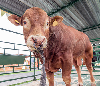 红公牛在农场的畜栏里戒指传统国家农田肌肉牛角动物配种皮肤死亡大量的高清图片素材