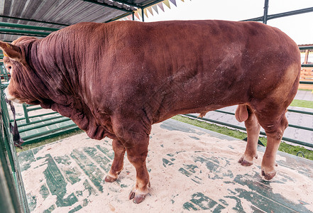 红公牛在农场的畜栏里鼻环传统配种农业哺乳动物肌肉文化牛角风险牛奶勇敢高清图片素材