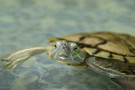 水龟家用海龟密闭 水族馆里有家用红毛乌龟背景