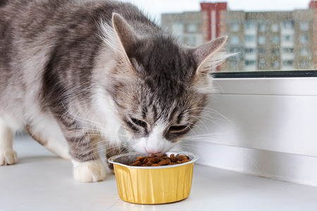 灰色毛绒猫在窗台上吃食物小吃猫咪动物宠物窗户虎斑小猫花朵营养毛皮图片