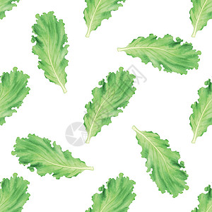 手绘水彩植物水彩生菜在白底原上留下无缝的图案背景