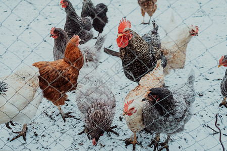 栅栏后面的家禽 特写农场的家养鸡 用于产蛋的工业母鸡 母鸡喂食大的高清图片素材