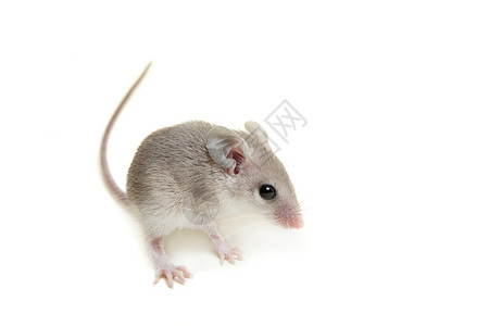 白色的东或阿拉伯脊椎鼠宝宝眼睛毛皮宠物水貂尾巴生物学头发动物老鼠鼻子背景图片