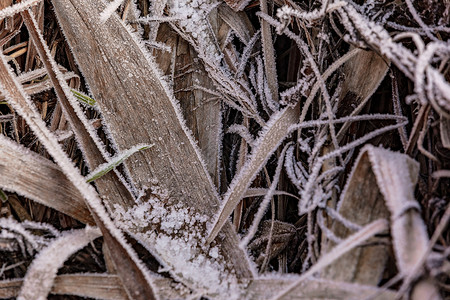我要冬眠了冬天的霜冻给植物带来了死亡 用冰水晶背景
