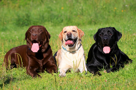 三只拉布拉多犬在草地上寻狗高清图片