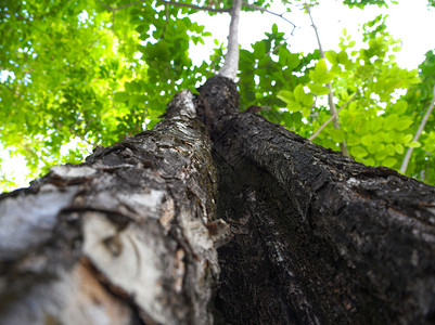 树叶背景上大树的纹理表面绿色环境皮肤木头森林棕色植物公园叶子图片