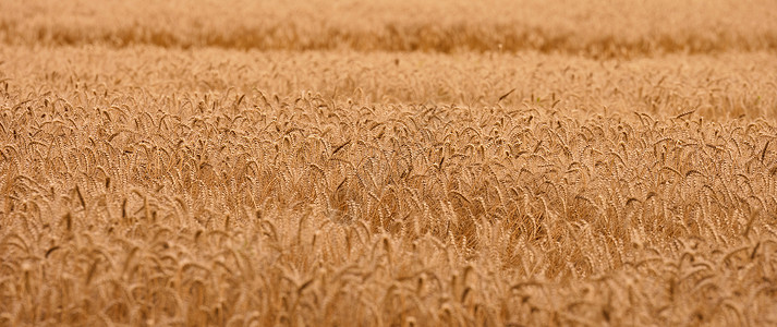 夏日用黄熟麦田 收成好 旗子好场地乡村粮食农场农业小麦草地稻草种子食物图片