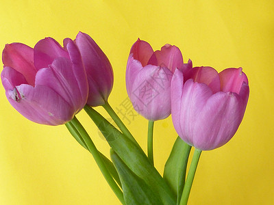 一群新鲜的紫色春郁金香背景图片