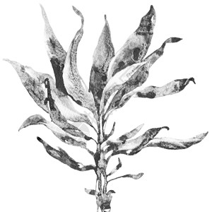 工厂的艺术图画海报墨水石墨植物学水彩手绘植物笔触插图黑色背景图片