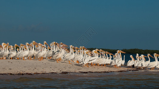 白白菲律宾人鸟群沼泽地海岸线团体海洋海滩液体动物棕色背景