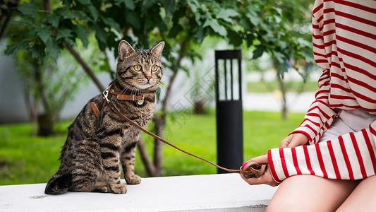 散步女孩和猫年轻女人和小猫坐在户外的长椅上探险家叶子友谊冒险尾巴猫科宠物猫咪草地公园背景