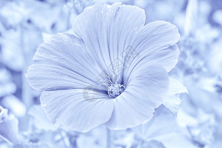 遮瑕免抠素材银色的花边遮紧着蓝色的冰冻背景