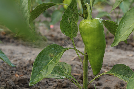 在花园的灌木上种植胡椒 保加利亚语或甜辣椒季节园艺植物群植物叶子食物蔬菜温室营养农场健康高清图片素材