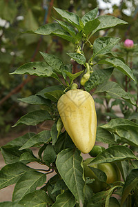 在花园的灌木上种植胡椒 保加利亚语或甜辣椒蔬菜叶子生长食物培育植物群收成季节园艺温室夏天高清图片素材