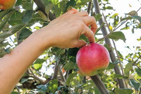 苹果树上花女人的手从树上摘红成熟苹果生长收成生产采摘果园天空场地食物女士花园背景