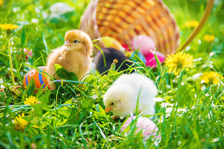 老魔捉小鸡绿色草地的小鸡 复活节 有选择的焦点公鸡花园生活食物生物农业新生农场宠物动物背景