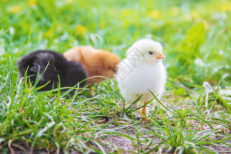 老魔捉小鸡绿色草地的小鸡 复活节 有选择的焦点家禽公鸡婴儿宠物生活生物羽毛花园新生农业背景
