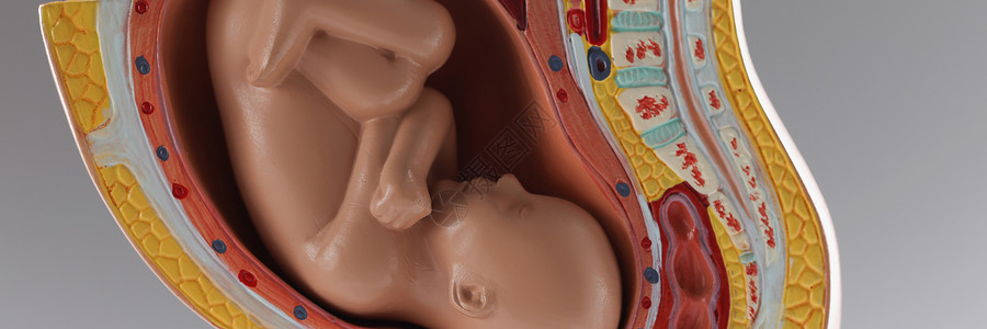胎儿生长九个月发育期 怀孕期的人类婴儿成长阶段 孕期背景