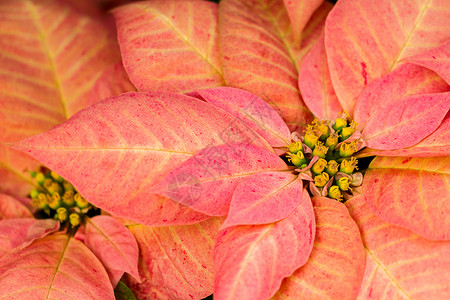 比索植物科一品粉色黄色大理石叶子植物背景图片