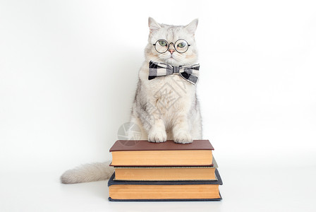 猫形眼镜素材穿着蝴蝶领结和眼镜的白猫 站在一堆旧书上背景