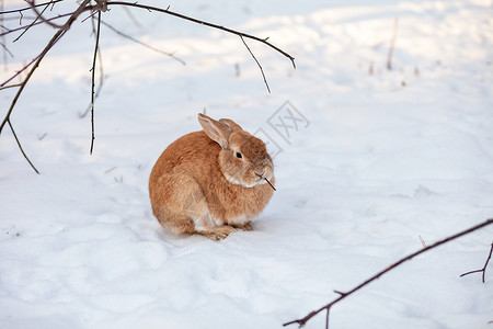 美丽的红兔 冬天在农场里森林野兔宠物耳朵俘虏哺乳动物陷阱动物荒野婴儿背景