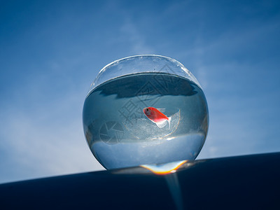 金鱼游在圆水族馆里 对抗蓝天金子动物群玻璃鱼缸运动海洋活动动物橙子宠物碗高清图片素材