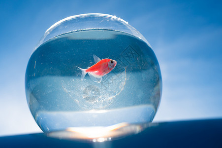 鱼缸里小金鱼金鱼游在圆水族馆里 对抗蓝天热带动物群活动液体玻璃金子橙子鱼缸蓝色海洋背景