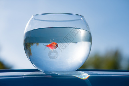 鱼缸里小金鱼金鱼游在圆水族馆里 对抗蓝天活动海洋动物群蓝色动物运动动物学液体宠物水族馆背景