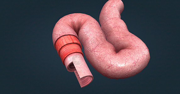 肠道粘膜人体肠道具有吸收消化产物的功能 并具有执行此功能的特殊结构柱状单层组织学纤毛显微附录癌症上皮粘膜组织背景
