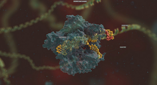 RNA骨干长长与DNA相连 预设序列将Cas9引向基因组的正确位置噬菌体生物细胞微生物学物质编辑细菌技术基因组化合物背景