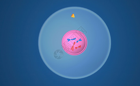 在细胞生物学中 骨质疏松是细胞循环的一部分 将复制的染色体分离成两个新的核 3D 插图体细胞生物学染色间期单体染色质施肥丝粒精细背景