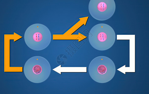 体细胞在细胞生物学中 骨质疏松是细胞循环的一部分 将复制的染色体分离成两个新的核 3D 插图细胞分裂精细胞间期染色生物学受精卵配子体细背景