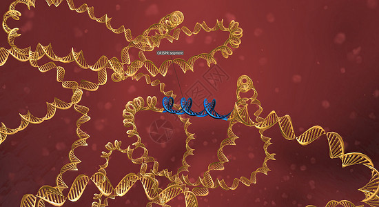 RNA骨干长长 与DNA相连 预设序列将Cas9引向基因组的正确位置 3D 插图生物物质酵素编辑微生物学感染技术细胞遗传学噬菌体背景图片