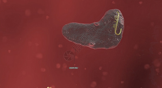 爱护小动物海报RNA骨干长长 与DNA相连 预设序列将Cas9引向基因组的正确位置 3D 插图遗传化学细菌染色体感染编辑生物微生物学酵素技术背景