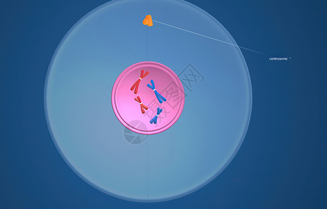 在细胞生物学中 骨质疏松是细胞循环的一部分 将复制的染色体分离成两个新的核 3D 插图丝粒体卵细胞分裂体细胞核膜间期生物学单体施背景