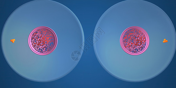 在细胞生物学中 骨质疏松是细胞循环的一部分 将复制的染色体分离成两个新的核 3D 插图精细胞核膜微生物学体细胞体卵染色质丝粒生物背景
