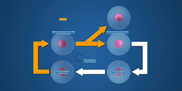 体细胞在细胞生物学中 骨质疏松是细胞循环的一部分 将复制的染色体分离成两个新的核 3D 插图间期精细胞染色质细胞分裂受精卵丝粒体卵配子背景