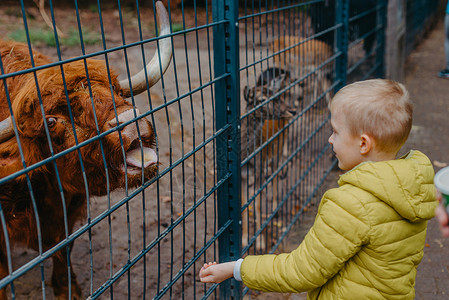 坐奶牛上男孩儿童在农场照顾和喂奶牛的户外肖像 在动物园养水牛的男孩孩子们国家公园姐姐快乐童年孩子浅黄色喇叭朋友背景