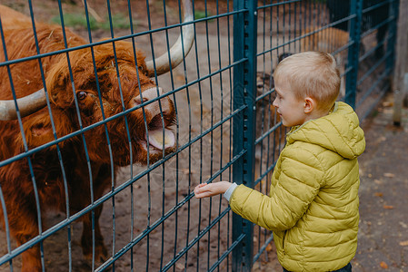扮演奶牛的男孩儿童在农场照顾和喂奶牛的户外肖像 在动物园养水牛的男孩兄弟团体浅黄色生活孩子童年男生农业朋友农村背景