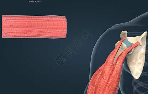 整个骨骼肌被认为是肌肉系统的一个器官骨头上肢人体肌腱功能二头肌光学动物子宫组织背景