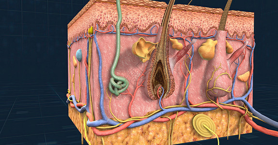 皮肤解剖 显示皮皮 皮质和皮下组织疼痛嗅球神经鼻腔听觉中耳皮层耳蜗耳朵感受器背景