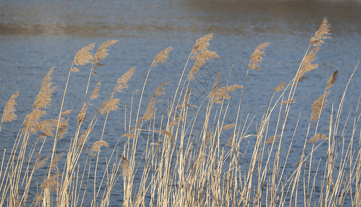 春天在平静的河流上 突然升起 春日以弯曲的草地对着太阳晴天高清图片素材