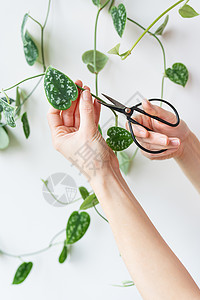 卧室墙上的金色 pothos 或 用钢剪刀修剪花盆 照顾家里的花盆背景图片