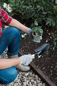 女手拿着一株幼苗的土壤 在土壤中种植幼苗 附近有肩胛骨 自然保护和农业园艺的概念季节发芽植物学工作生活农场地球花园种子种植园绿色的高清图片素材