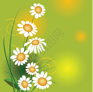 纯青背景素材青黄生长植物插图花园环境芳香森林洋甘菊阳光草地设计图片