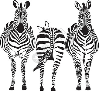 黑色的斑马斑马野生动物食草动物群黑色绘画尾巴鼻子哺乳动物插图线条设计图片